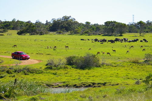 Hotel Kragga Kamma Game Park Port Elizabeth Exteriér fotografie