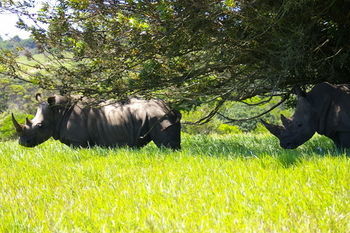 Hotel Kragga Kamma Game Park Port Elizabeth Exteriér fotografie
