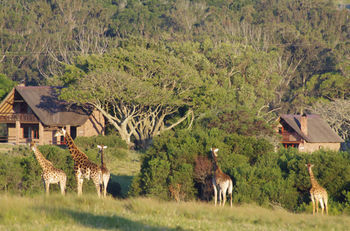 Hotel Kragga Kamma Game Park Port Elizabeth Exteriér fotografie