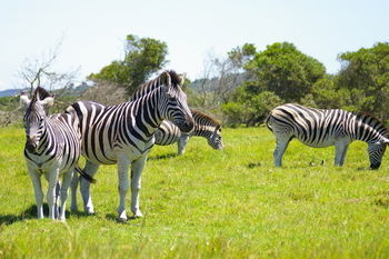 Hotel Kragga Kamma Game Park Port Elizabeth Exteriér fotografie